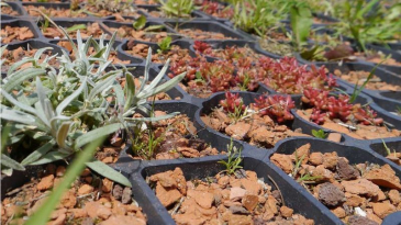 ecoraster-toepassing